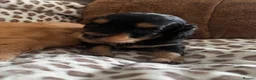 Doxiepoo dogs for sale: Doxiepoo puppies fully health tested parents  - Advert 5