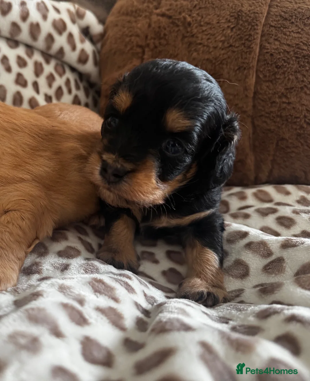 Doxiepoo dogs for sale: Doxiepoo puppies fully health tested parents  - Advert 5