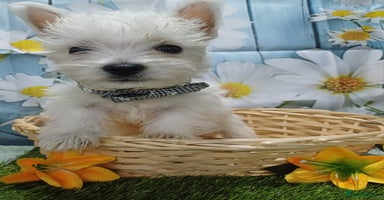 West Highland Terrier dogs - Advert 6