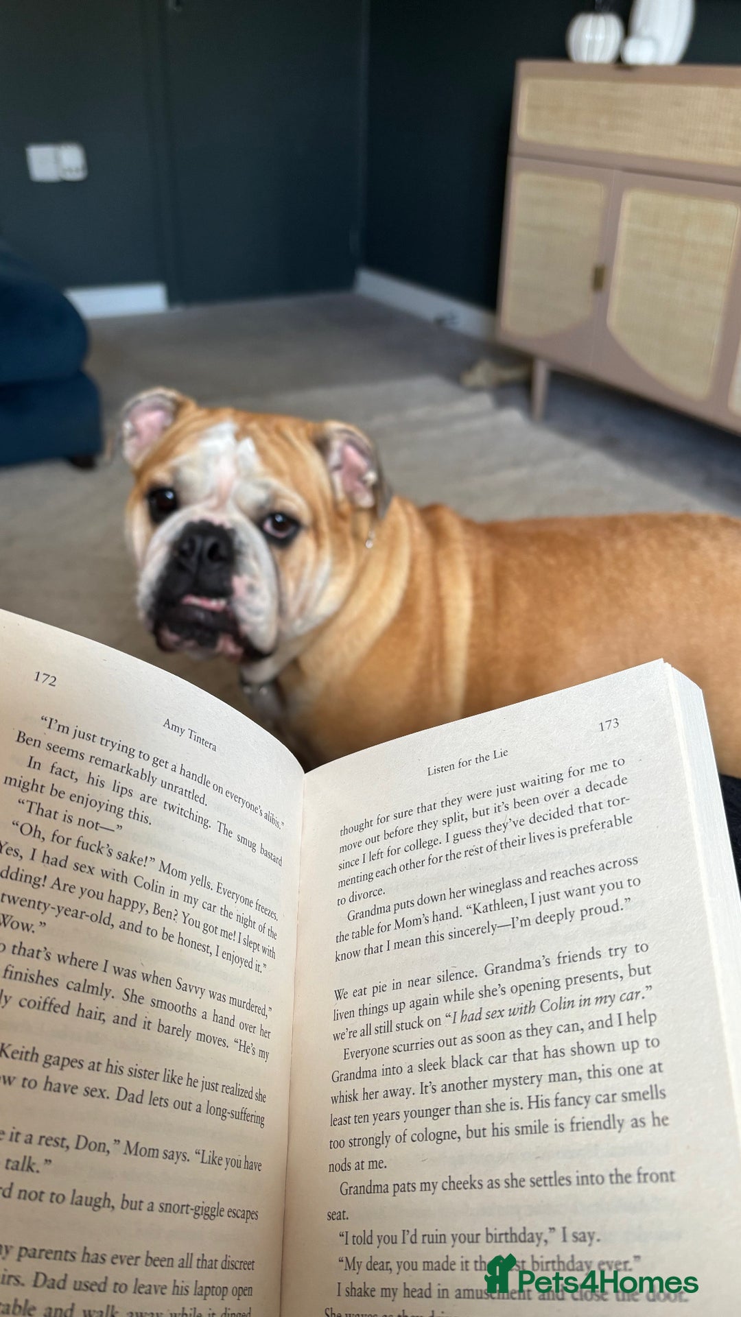 Mixed Breed dogs for sale: Bulldog for rehoming  - Image 9