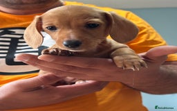 Dachshund dogs for sale: Our dwarf sausages are looking for a family🙃 - Image 10