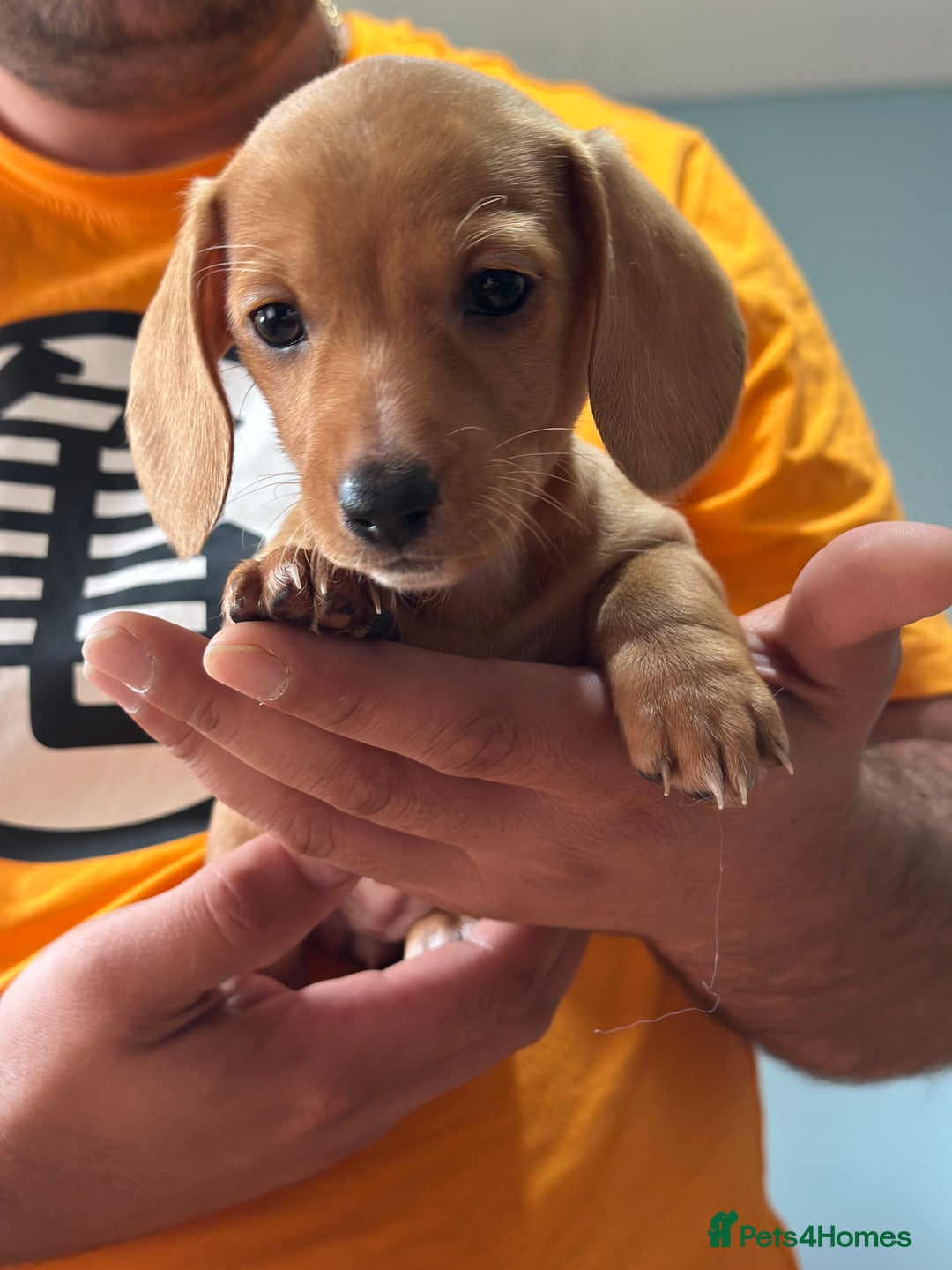 Dachshund dogs for sale: Our dwarf sausages are looking for a family🙃 - Image 10