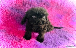 Cockapoo dogs for sale: Cockpoos puppies  - Image 2