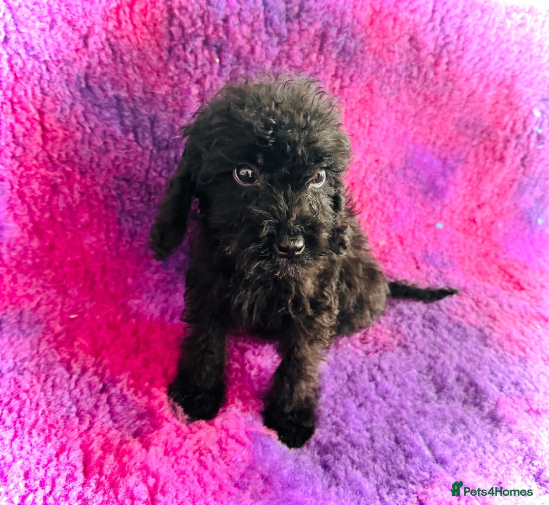 Cockapoo dogs for sale: Cockpoos puppies  - Image 2