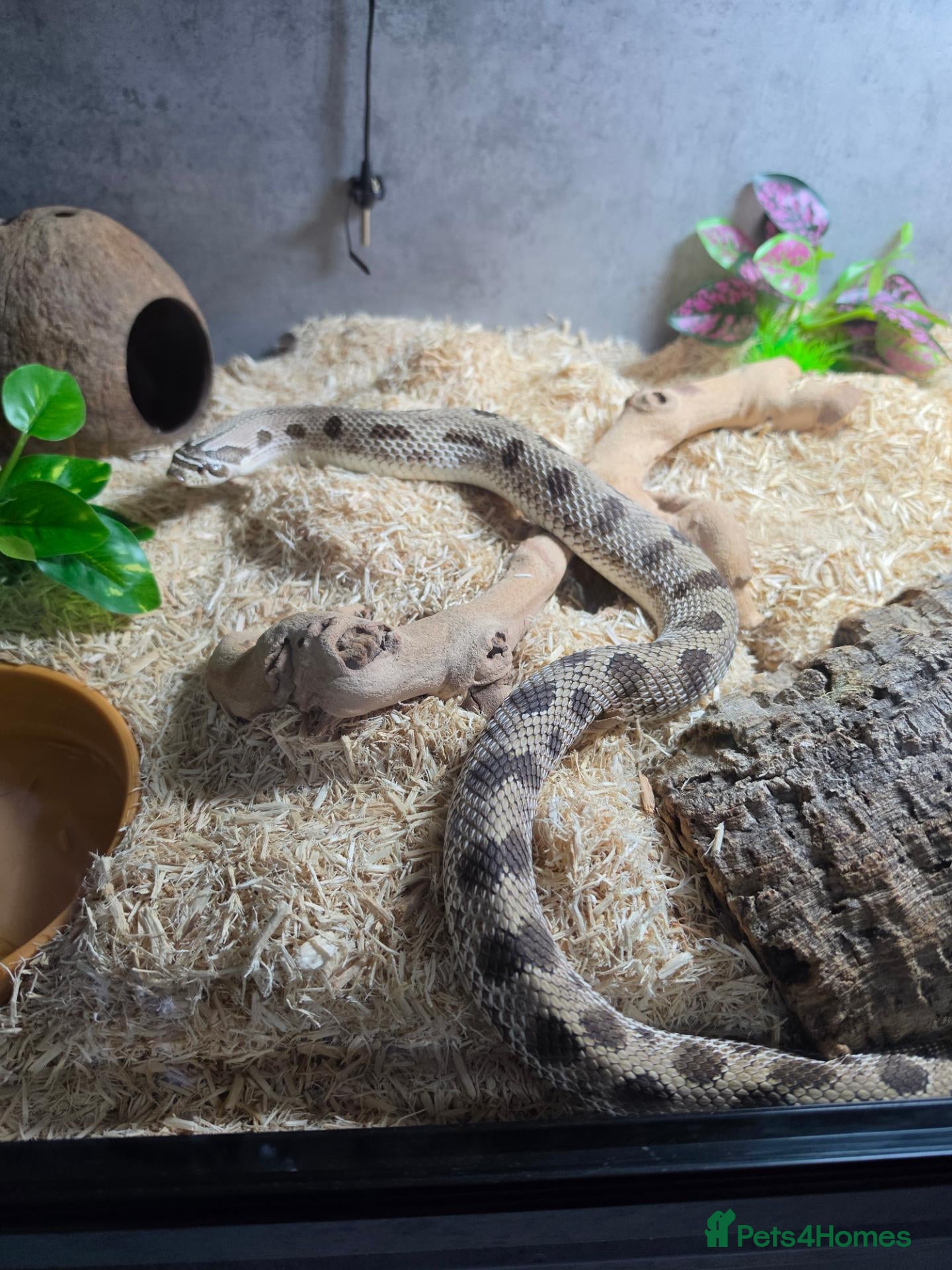 Snake reptiles Western hognose conda morph CB22 - Advert 1