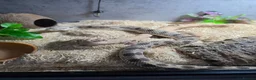 Snake reptiles for sale: Western hognose conda morph CB22 in Chesterfield - Advert 1
