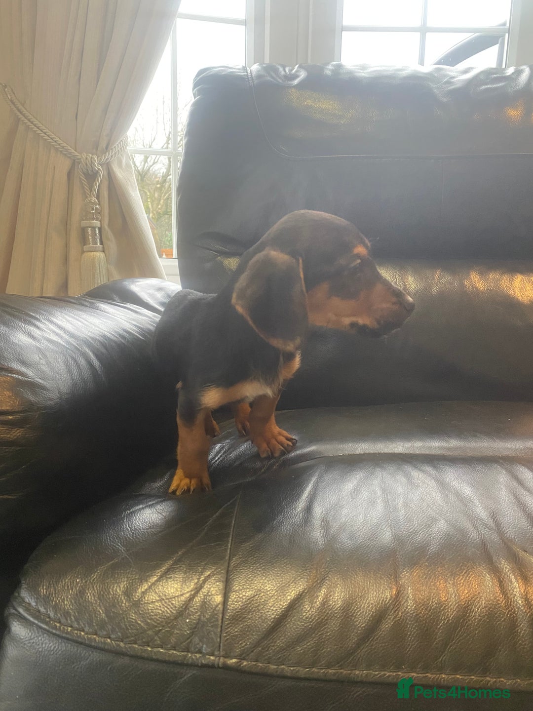 Jack Russell dogs for sale: 2 Adorable Black and Tan Jack Russell puppy’s - Advert 3