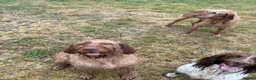 Hungarian Vizsla dogs for sale: KC Registered Female Hungarian Wirehaired Vizsla  - Advert 2