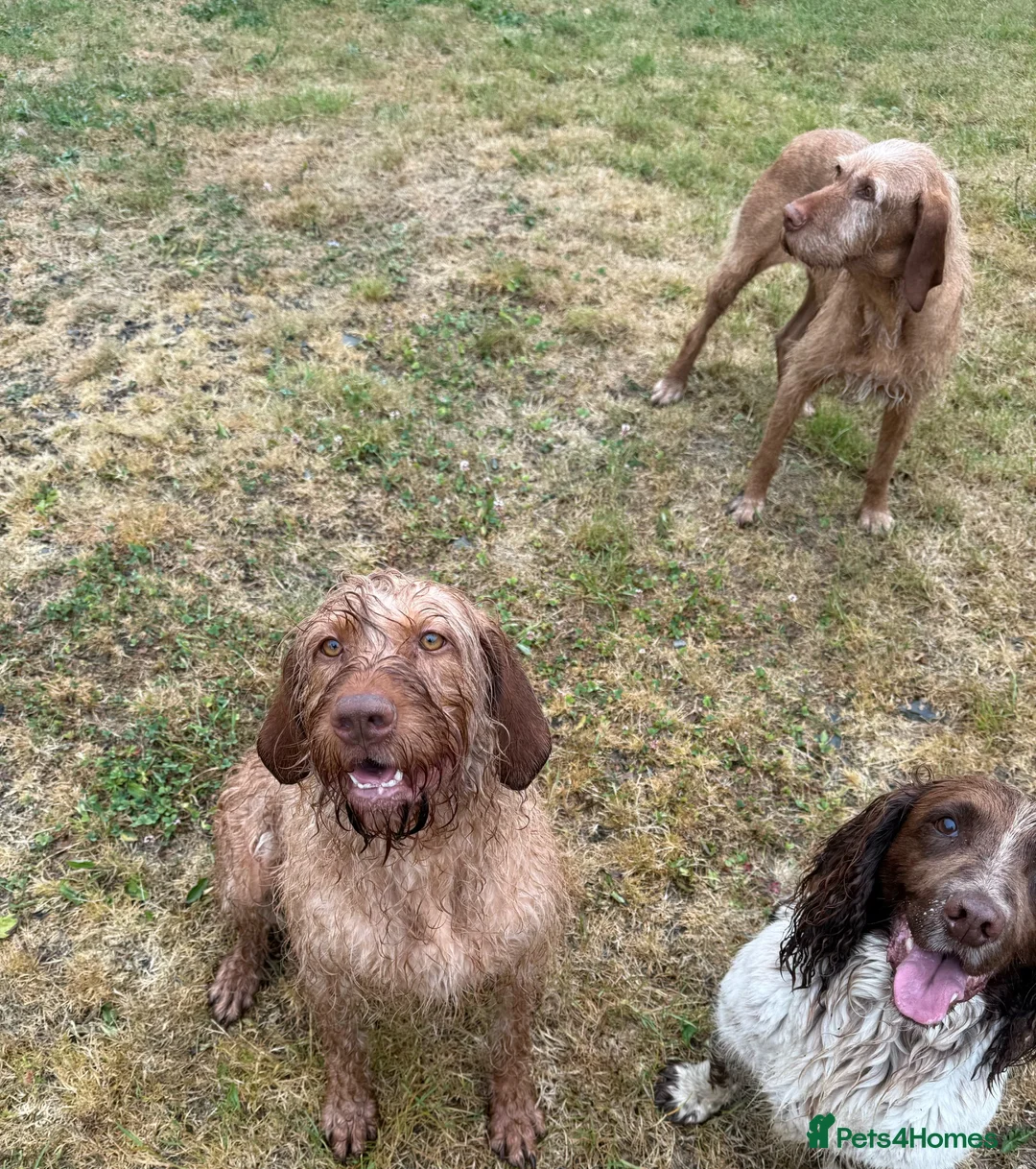 Hungarian Vizsla dogs for sale: KC Registered Female Hungarian Wirehaired Vizsla  - Advert 2