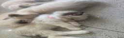 Ragdoll cats for sale: Sky kittens 😸 ♥️  - Advert 6