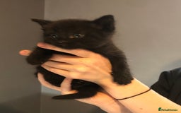 British Shorthair cats for sale: STUNNING AND LOVING BSH x DSH KITTENS - Image 20