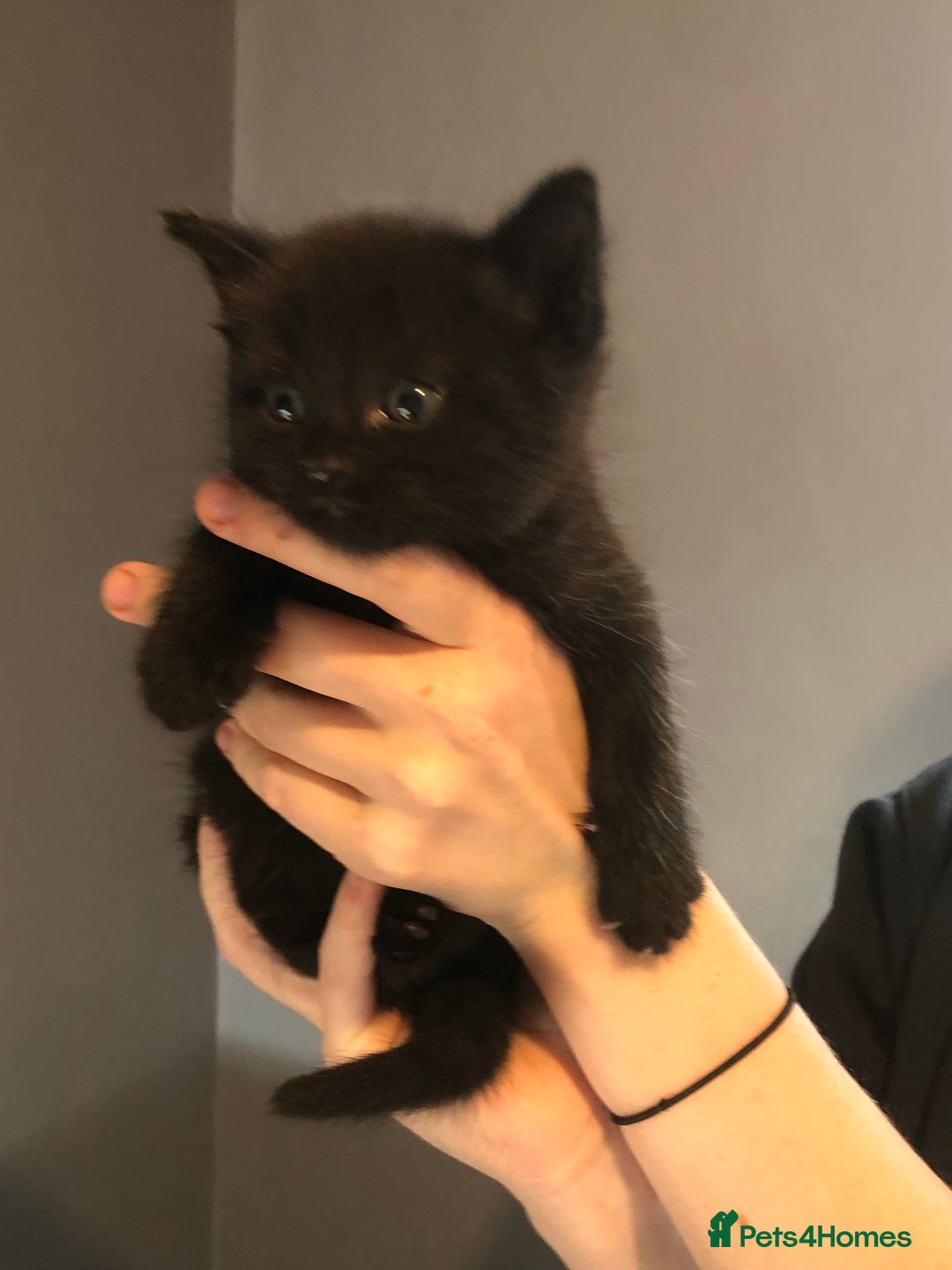 British Shorthair cats for sale: STUNNING AND LOVING BSH x DSH KITTENS - Image 20