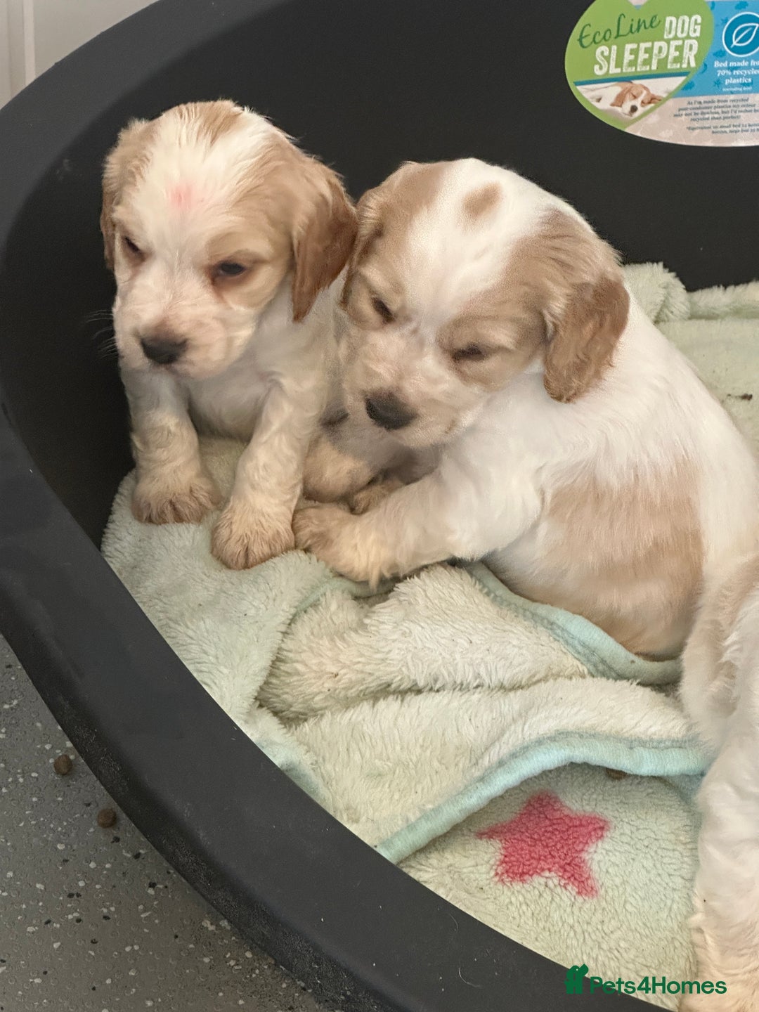 Cocker Spaniel dogs for sale: 1 boy available orange roan  - Advert 12