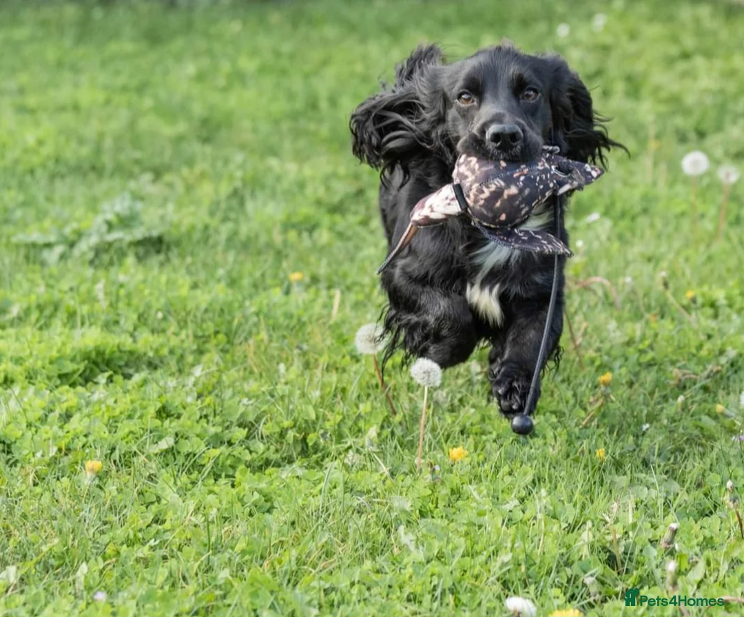 Cocker Spaniel dogs for stud: Health Tested Kc Registered Cocker Spaniel in Maidstone - Advert 5