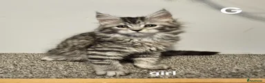 Maine Coon G