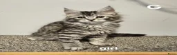 Maine Coon cats for sale: Large Maine Coon kittens regd European bloodline - Advert 31
