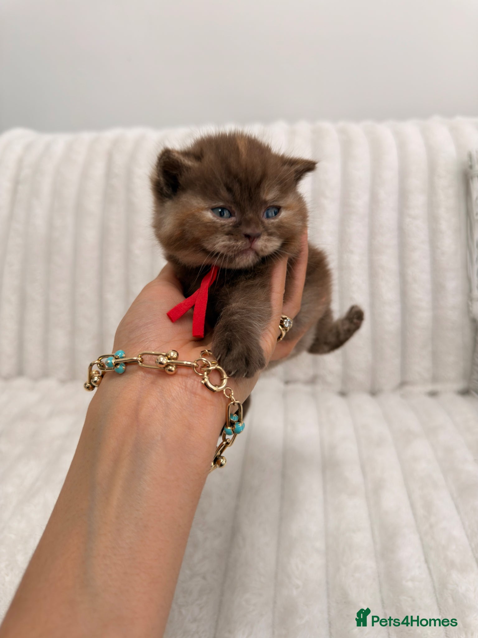 British Shorthair cats 7 British Shorthair Kittens TICA@- Import Lines - Advert 1