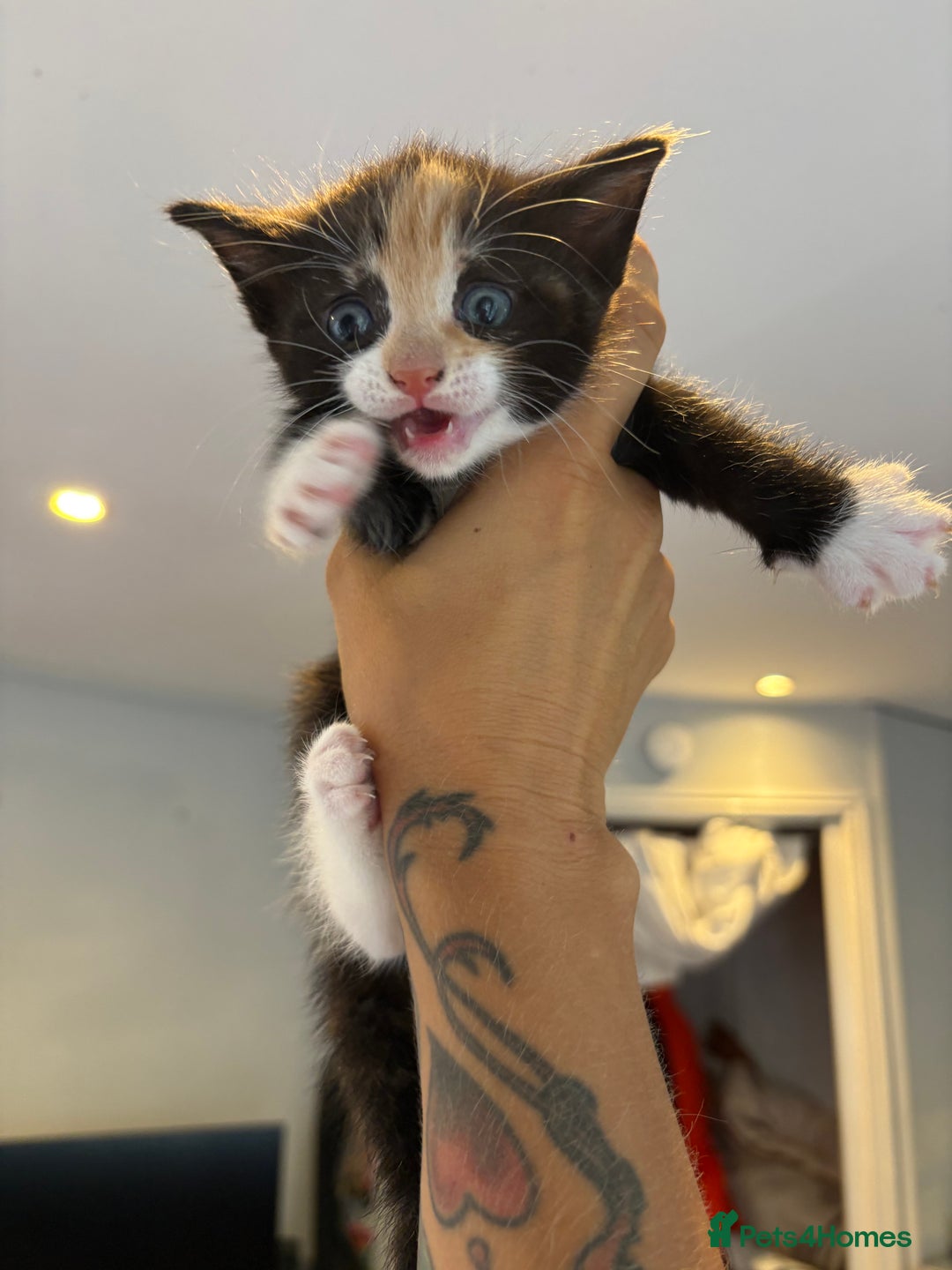 Mixed Breed cats for sale: Trio of kittens - Image 8