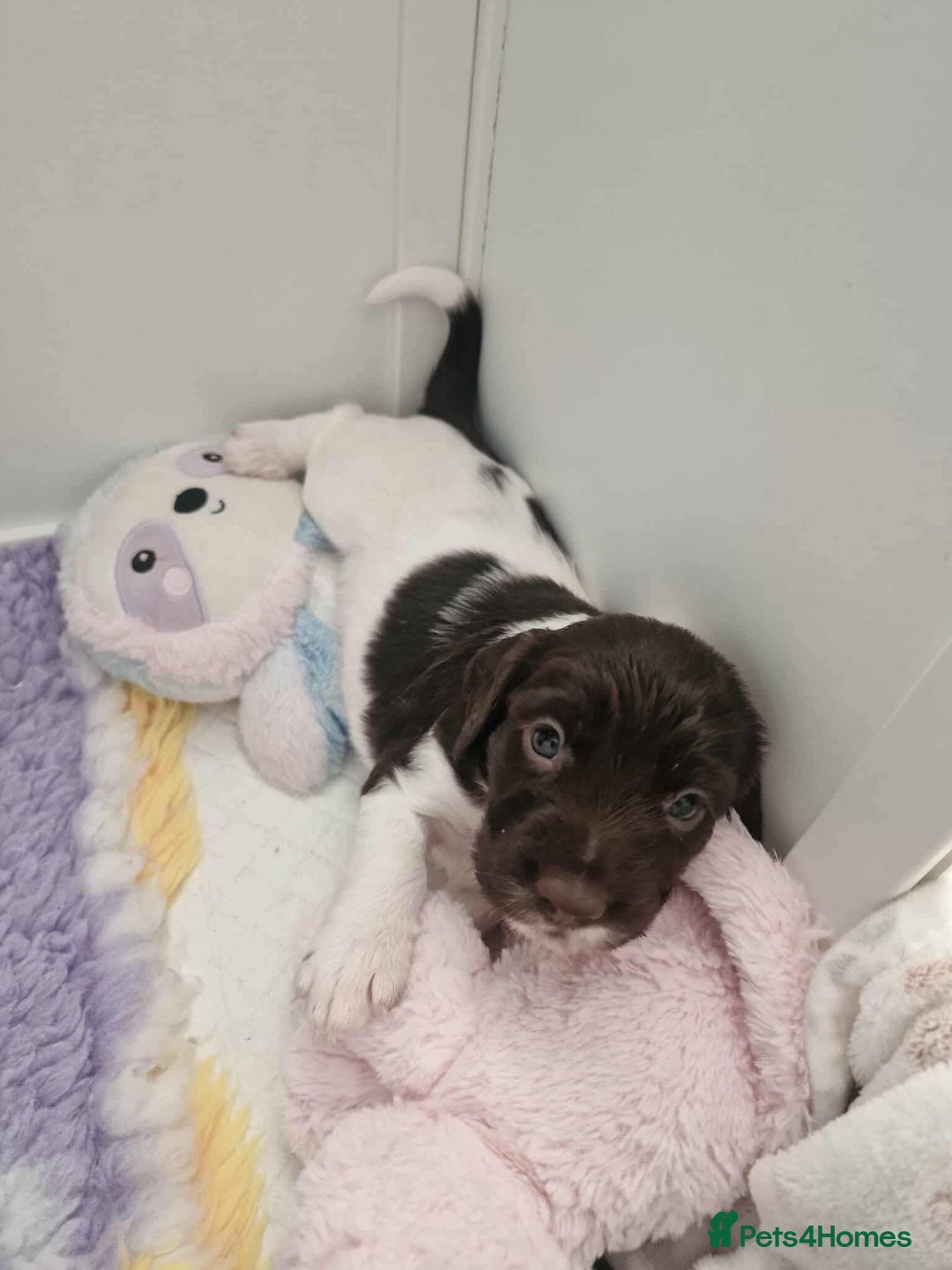Sprocker dogs for sale: Sprockers for sale  - Image 2