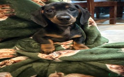 Dachshund dogs for sale: 5 stunning Dachshund puppies - Image 15