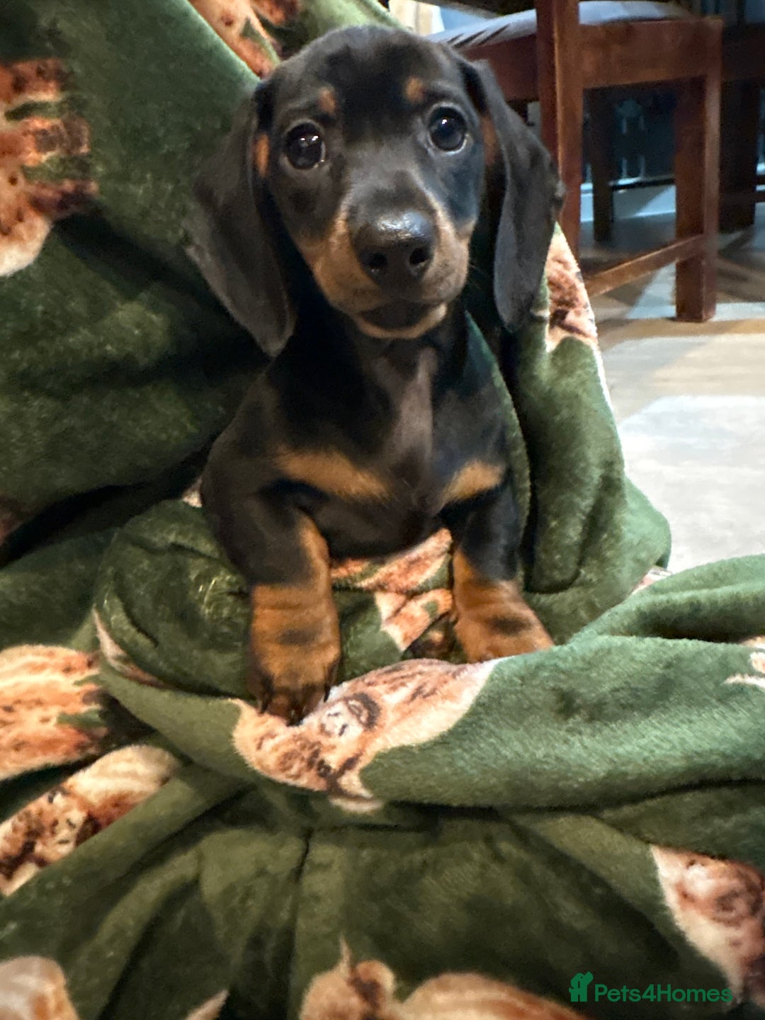 Dachshund dogs for sale: 5 stunning Dachshund puppies - Image 15