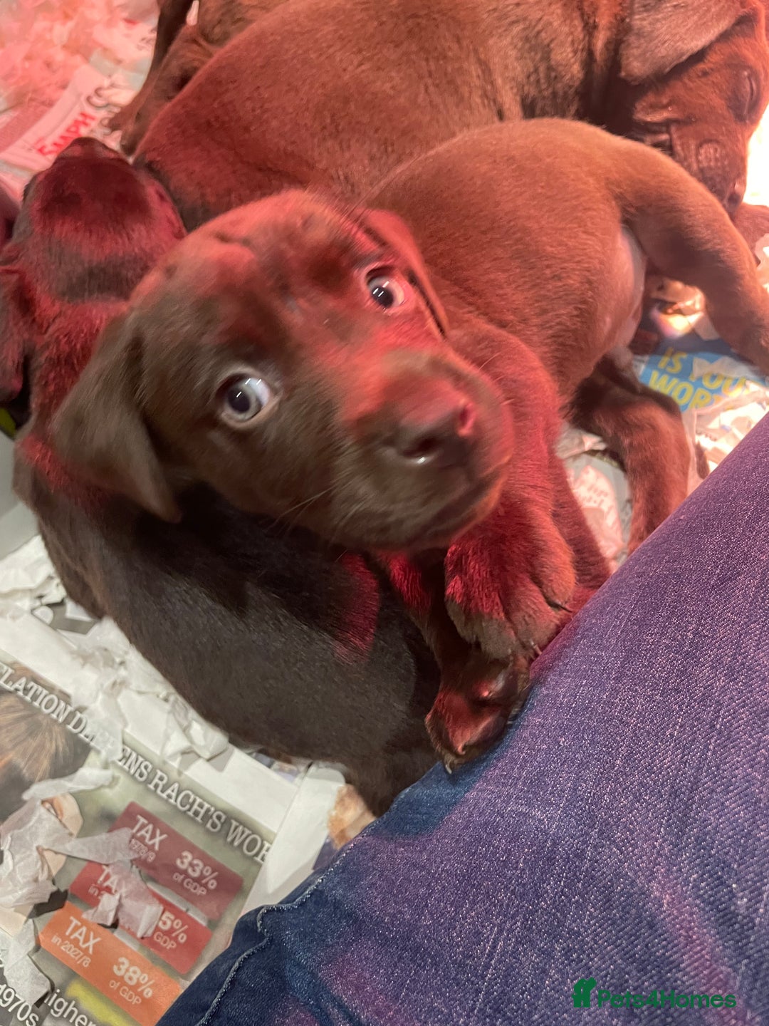 Labrador Retriever dogs for sale: 5 ⭐️  **  CHOCOLATE KC REG VET CHECKED, 1ST VAC - Advert 6