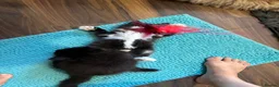 Mixed Breed cats for sale: Half ragdoll kittens! - Advert 20