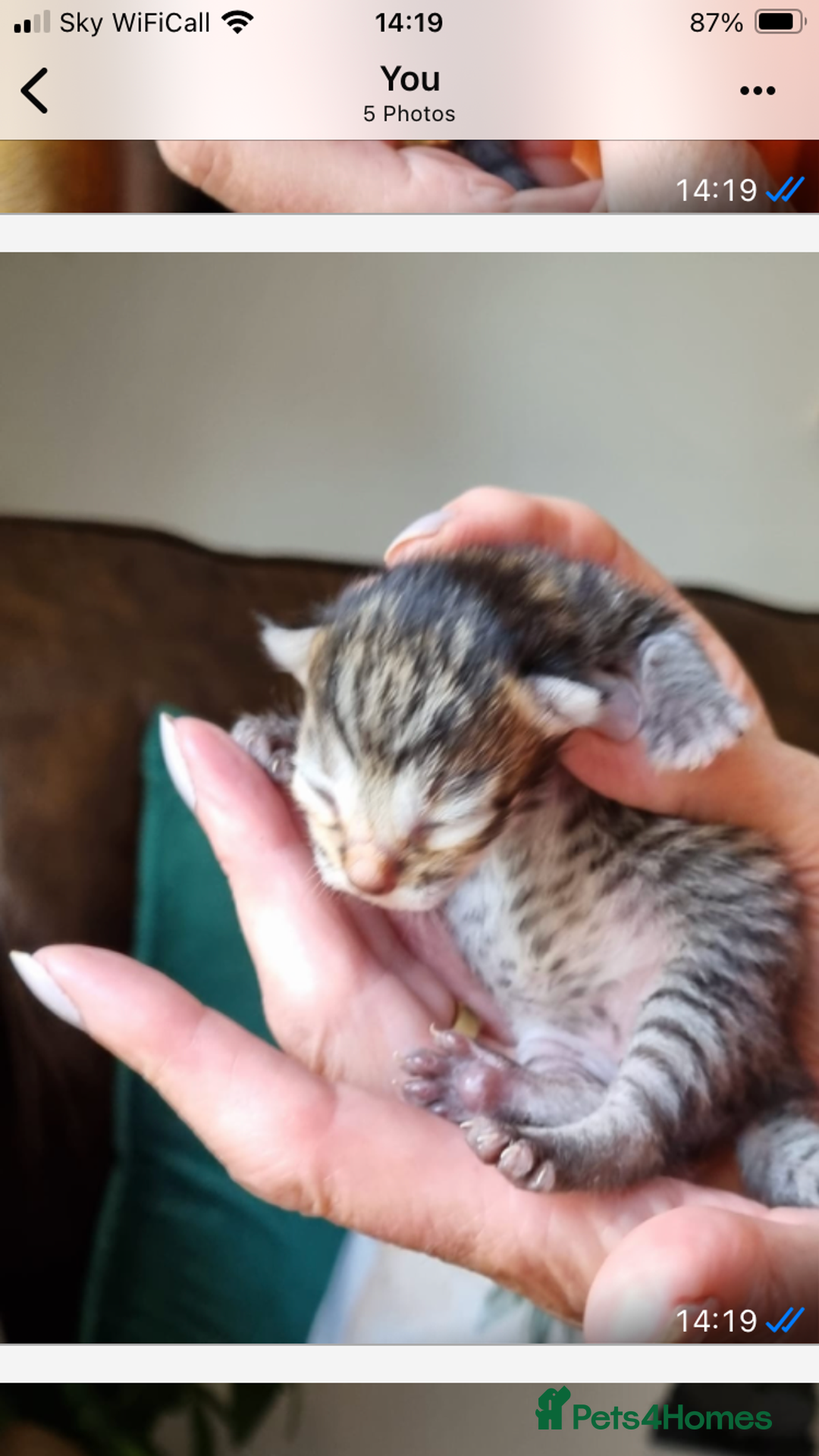 Savannah cats for sale: Beautiful Male Savannah Kitten for sale - Advert 12