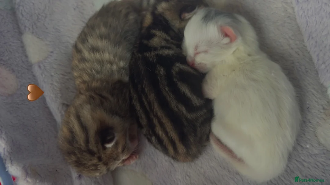 British Shorthair cats for sale: british shorthair kittys ✨ in Romford - Advert 1
