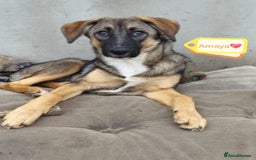 Mixed Breed dogs for adoption: 💖🐶 AMAYA 🐶💖 - Image 1