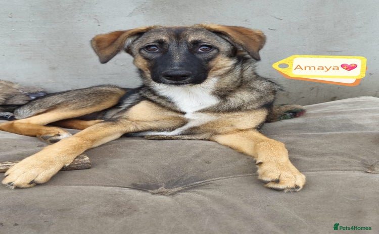 Mixed Breed dogs - Advert 2