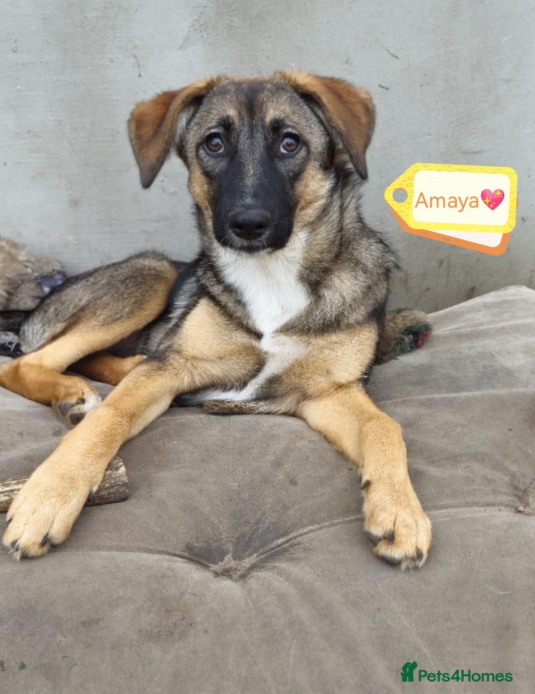 Mixed Breed dogs for adoption: 💖🐶 AMAYA 🐶💖 - Image 1