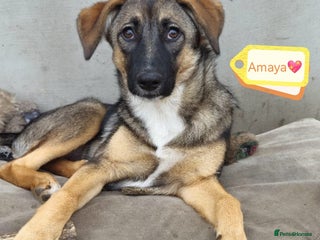 Mixed Breed dogs - Advert 34