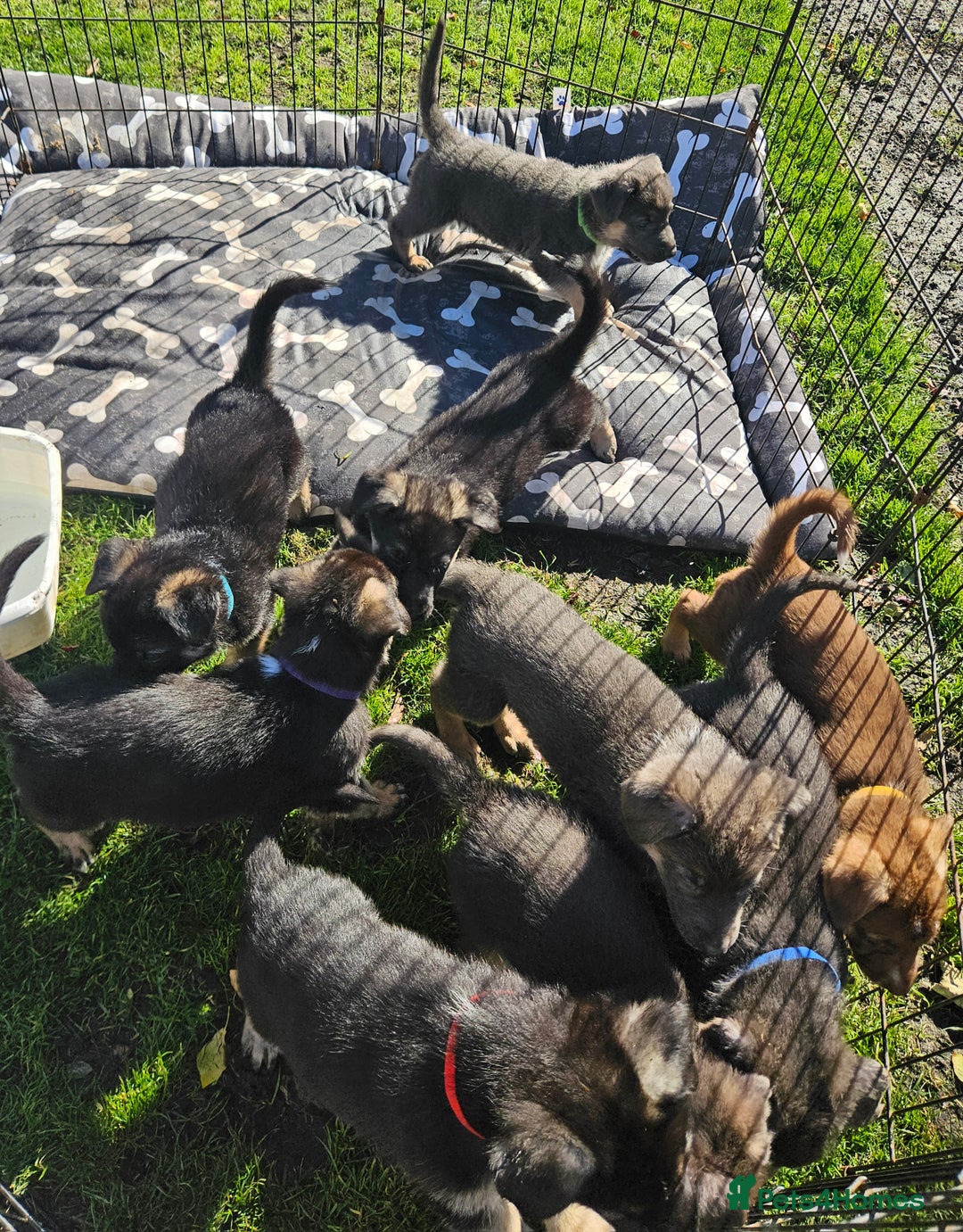 German Shepherd dogs for sale: German Shepard Puppies (Rare Colours) - Image 8