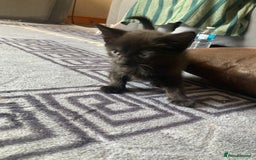 Turkish Angora cats for sale: 3 beautiful kittens ready to find a loving home  - Image 9