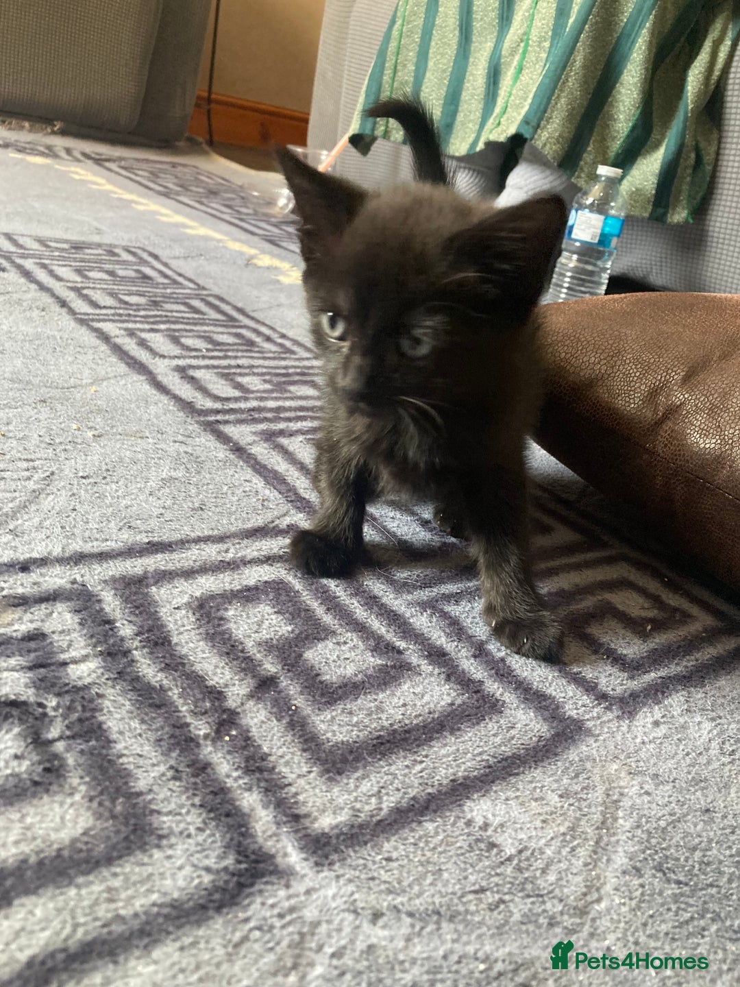 Turkish Angora cats for sale: 3 beautiful kittens ready to find a loving home  - Image 9