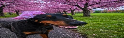 Dobermann dogs for sale: 7-YearOld Doberman Looking for an Experienced Home - Advert 3