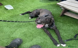 Mixed Breed dogs for sale: Lurcher Collie Cross - Image 3