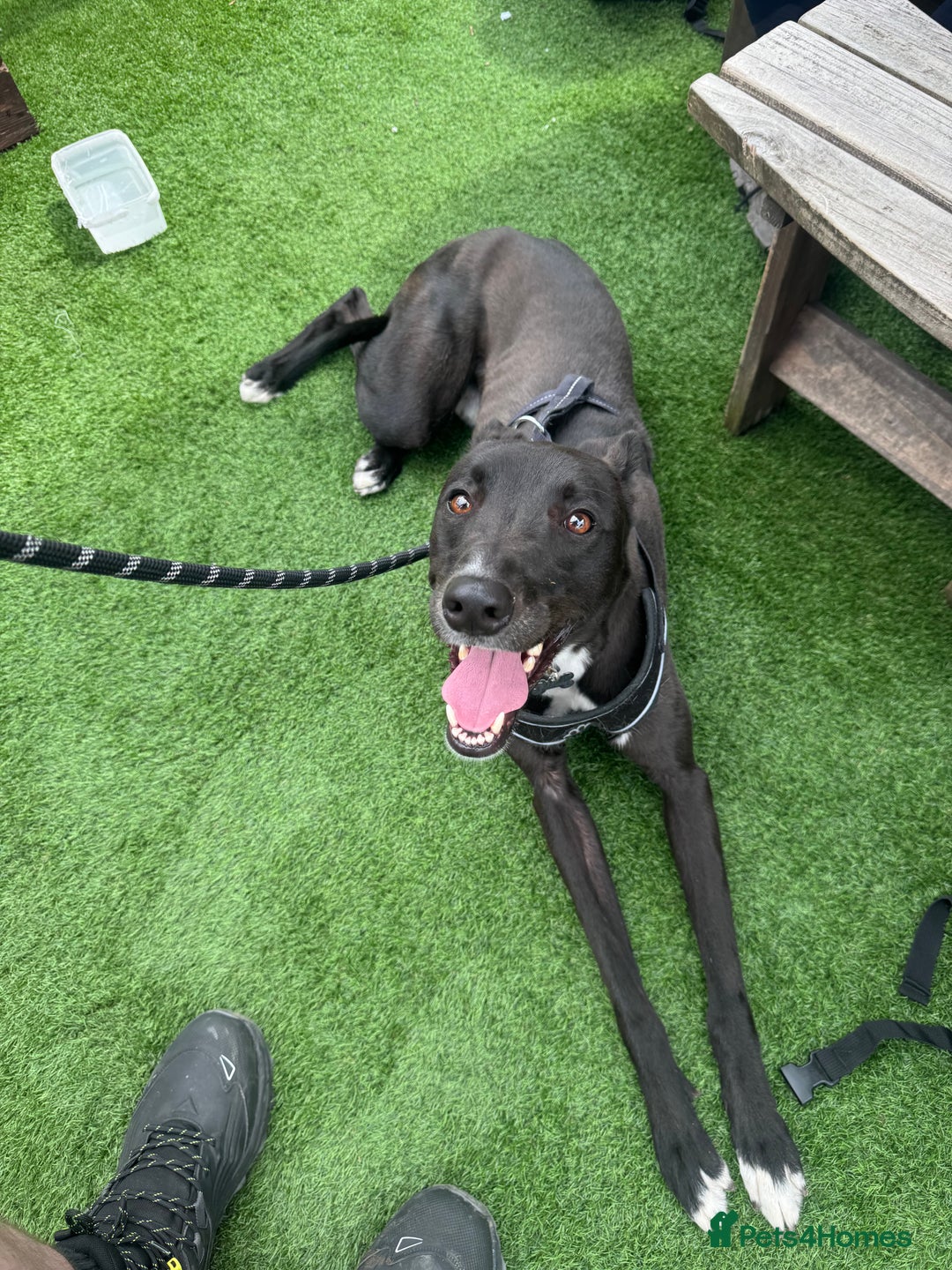 Mixed Breed dogs for sale: Lurcher Collie Cross - Image 3