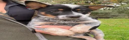 Australian Cattle Dog dogs for sale: 4 male Australian cattle dogs in Marlborough - Advert 3