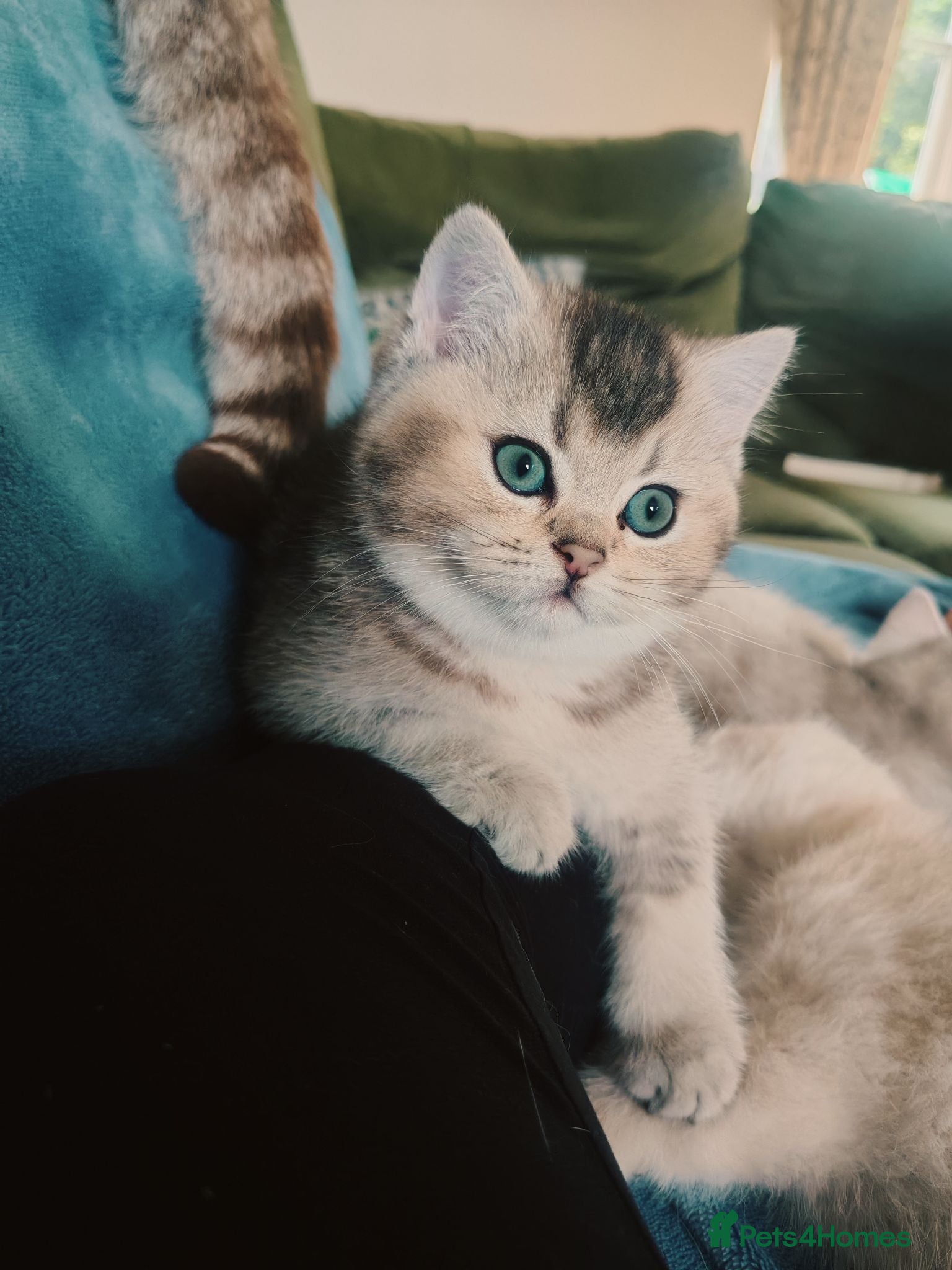 British Shorthair cats 1 left, Rare Tipped British Shorthair girl - Advert 1