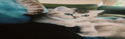 British Shorthair cats for sale: 1 left, Rare Tipped British Shorthair girl - Advert 1