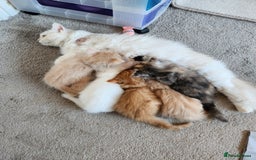 Ragdoll cats for sale: Beautiful Ragdoll Kittens  - Image 23
