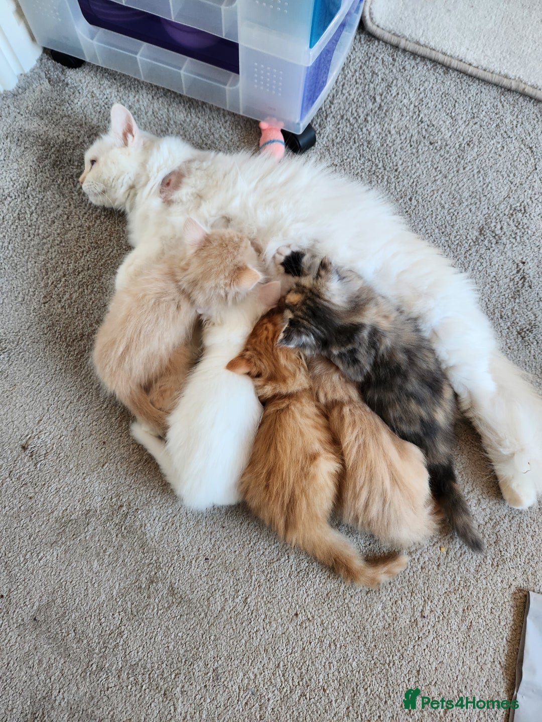 Ragdoll cats for sale: Beautiful Ragdoll Kittens  - Image 23