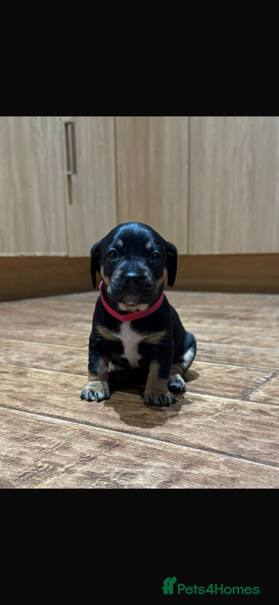 Mixed Breed dogs for sale: 🐾 Beautiful French Bull Weiners 🐾  - Advert 19