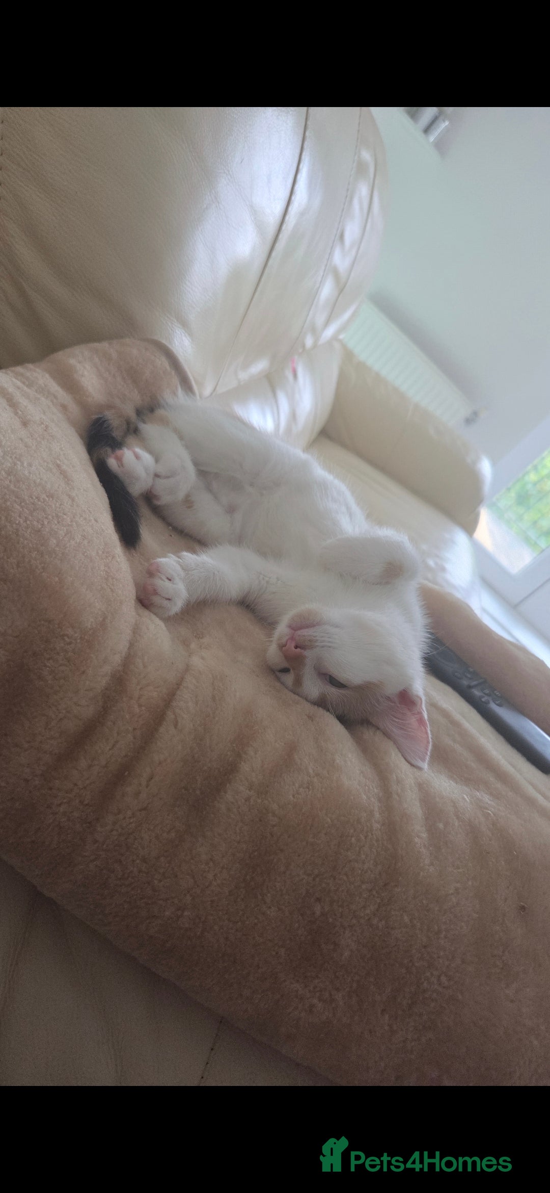 British Shorthair cats for sale: Baby / - Advert 6