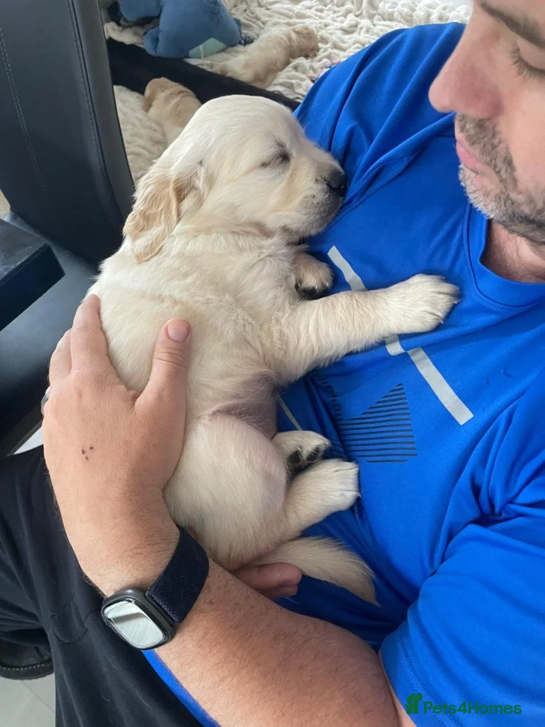 Golden Retriever dogs for sale: Beautiful Chunky Golden Retriever Puppies. in London - Advert 2