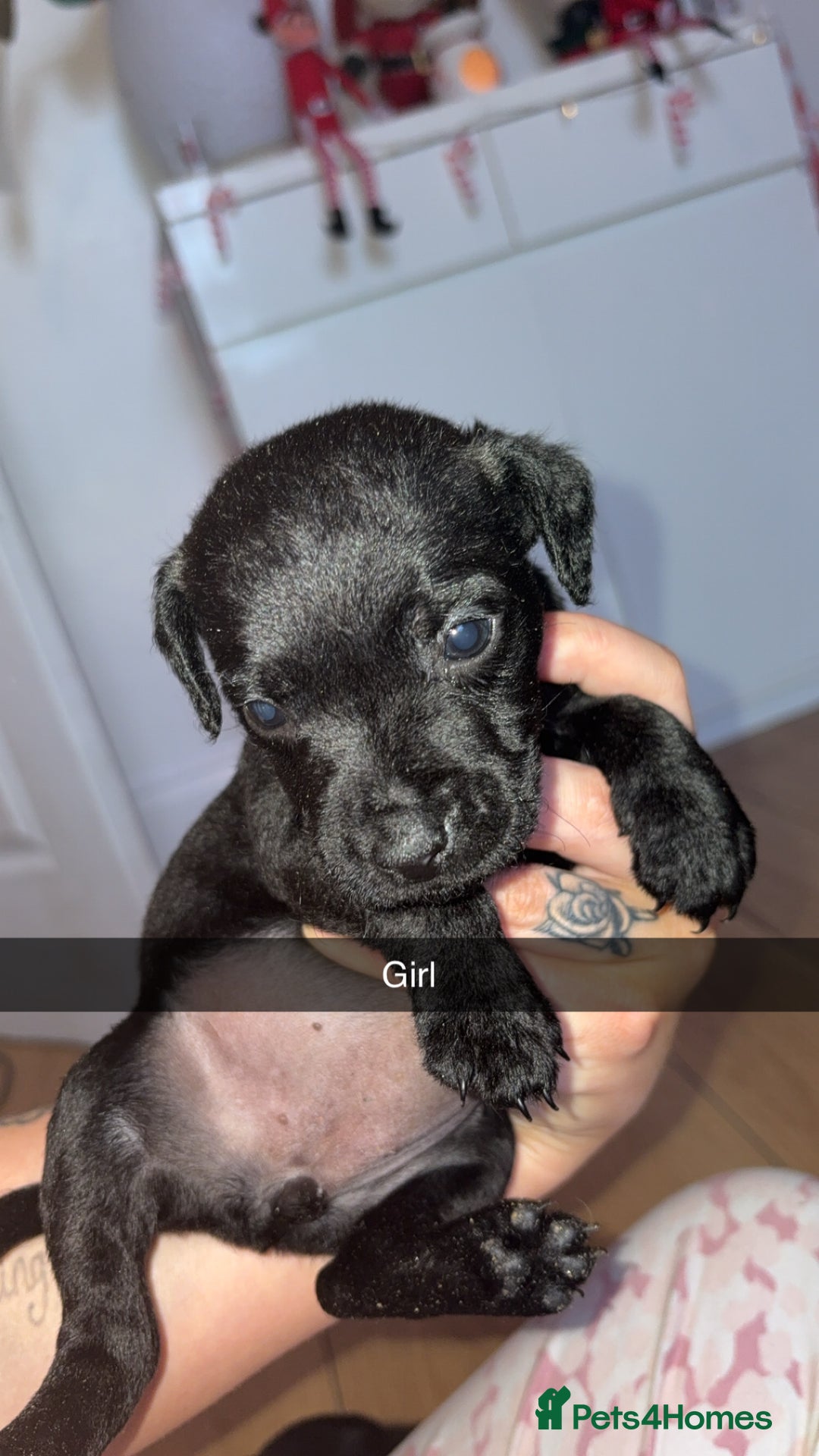 Patterdale Terrier dogs for sale: Patterdale terriers  - Advert 2