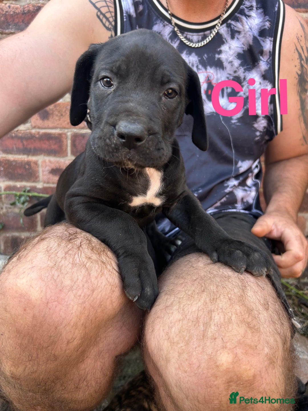 Mixed Breed dogs for sale: Daniff Puppies. Great Dane x Mastiff Ready 23/08 - Image 5