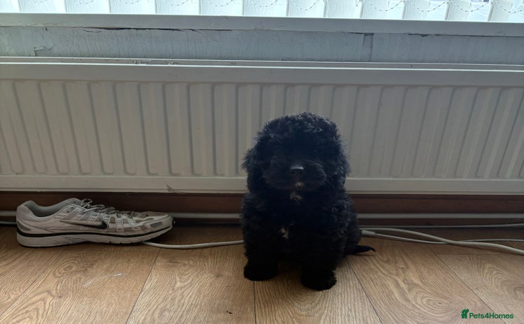 Cockapoo dogs - Advert 14